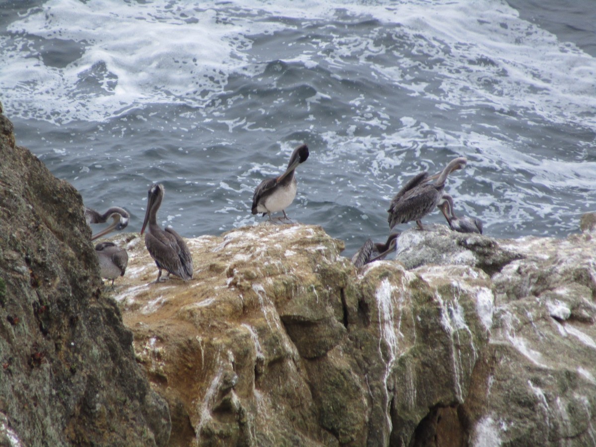 Brown Pelican - ML622478631