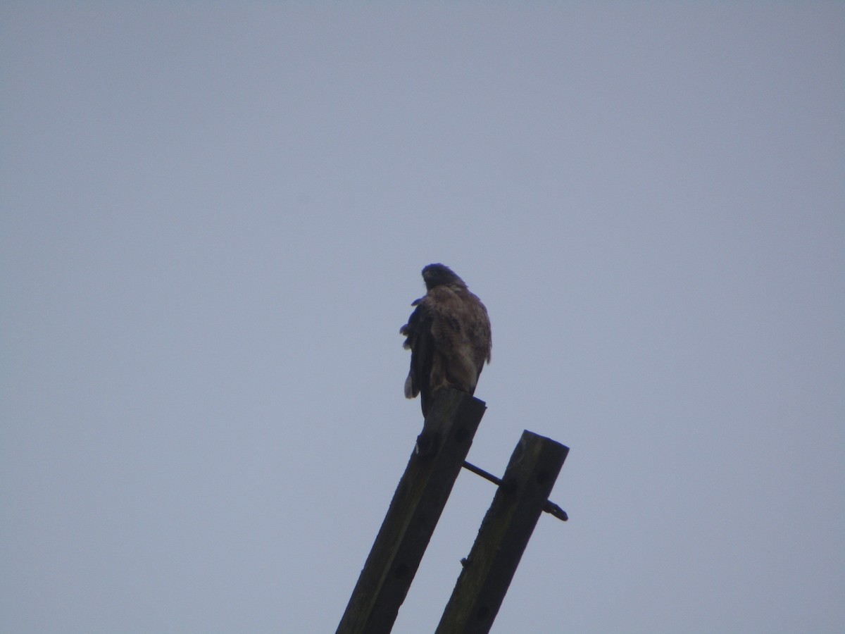 Red-shouldered Hawk - ML622478639