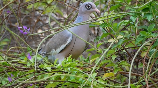 Bare-eyed Pigeon - ML622478652