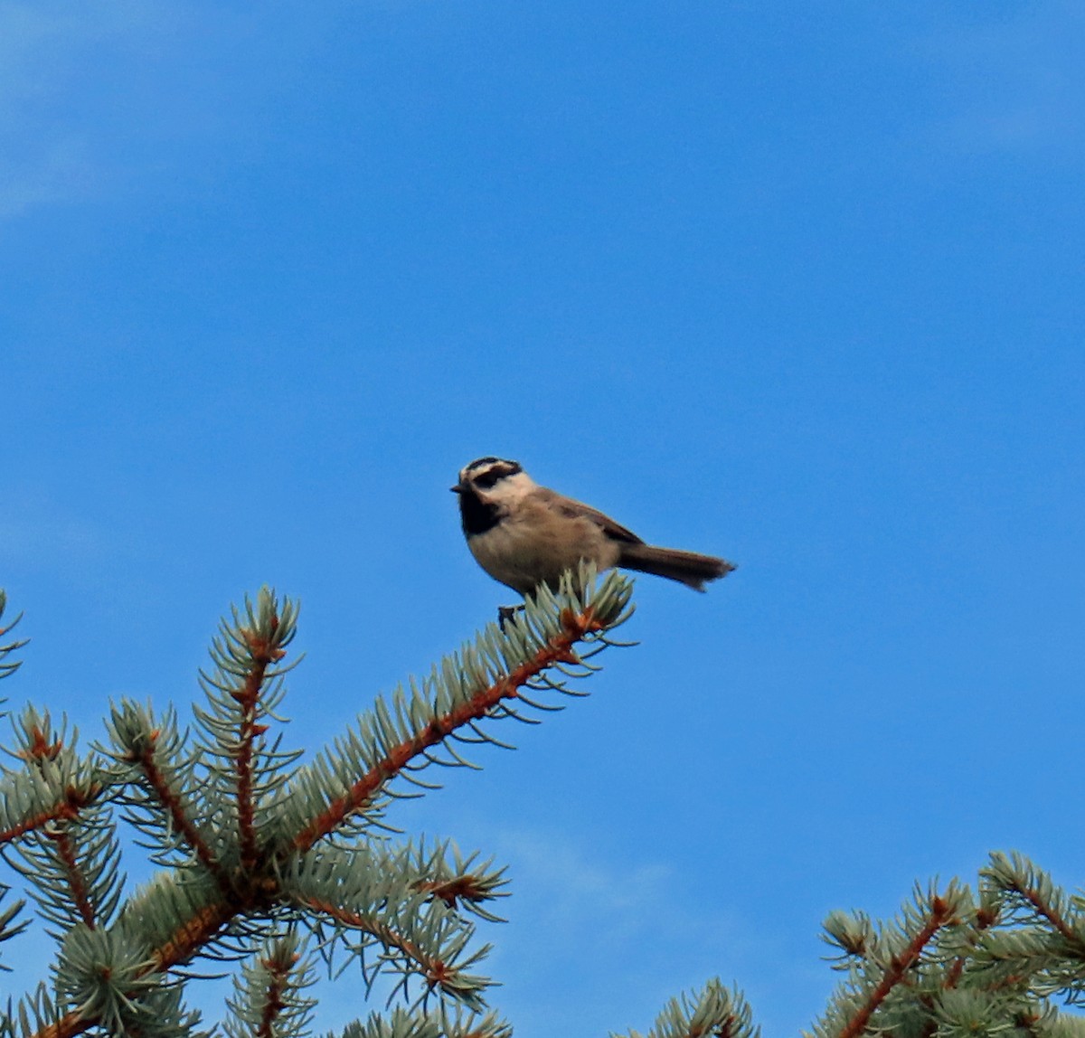 Mountain Chickadee - ML622478653