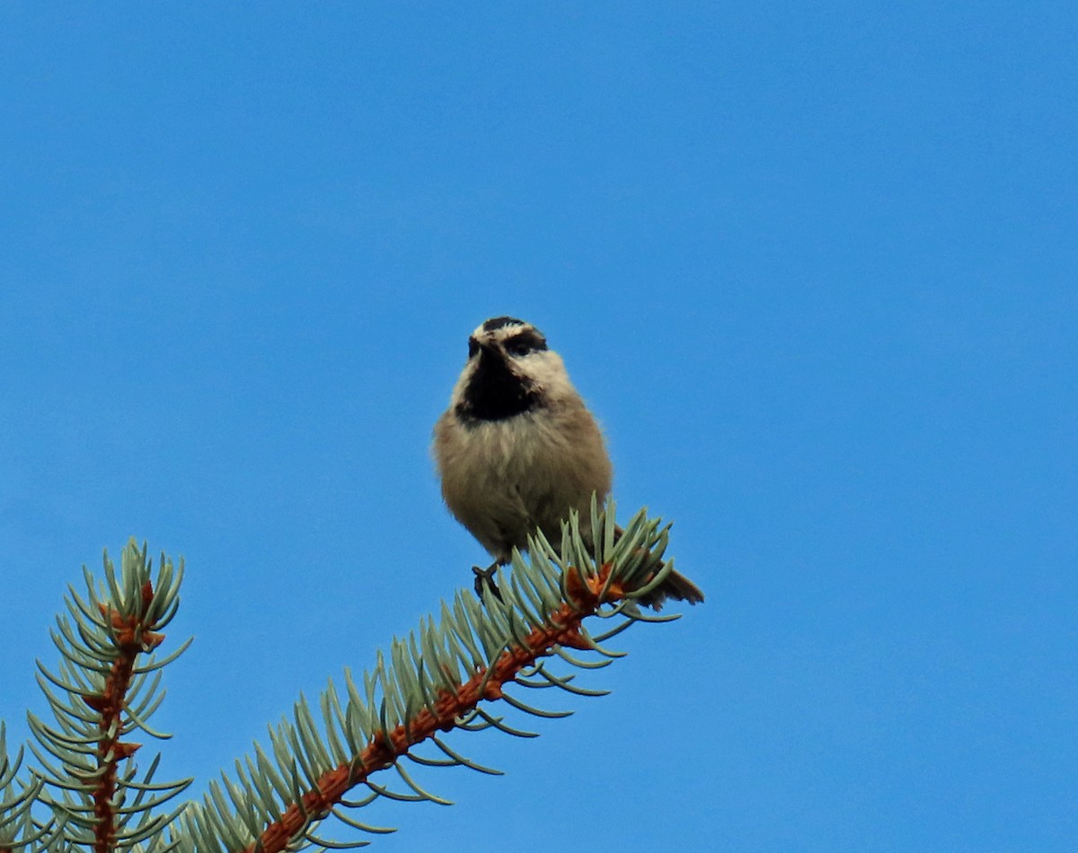 Mountain Chickadee - ML622478654