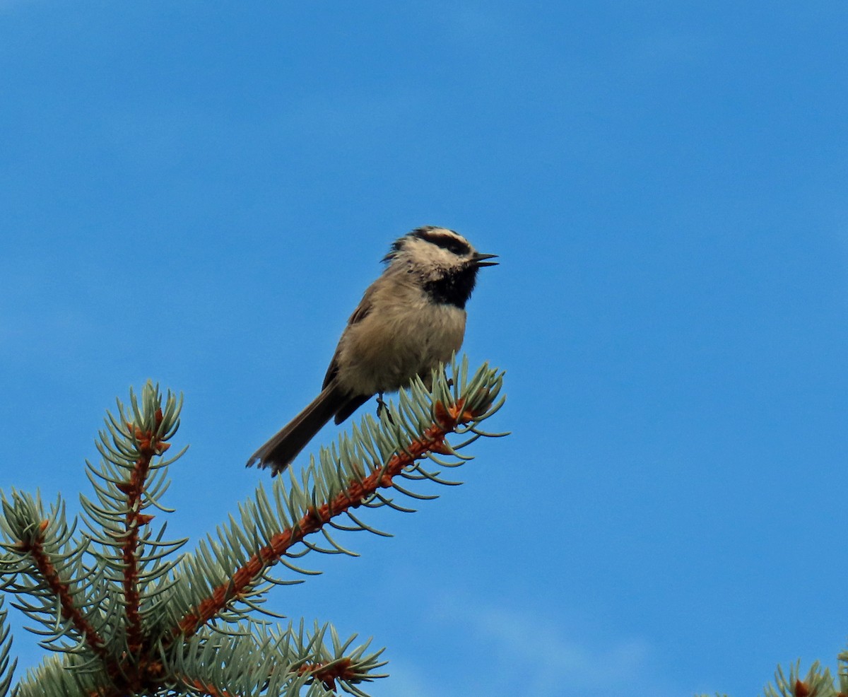 Mountain Chickadee - ML622478655