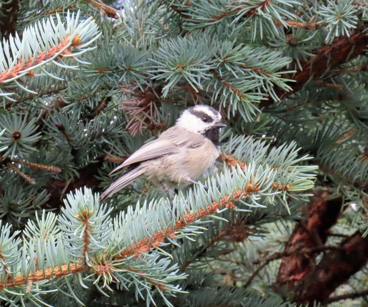 Mountain Chickadee - ML622478656