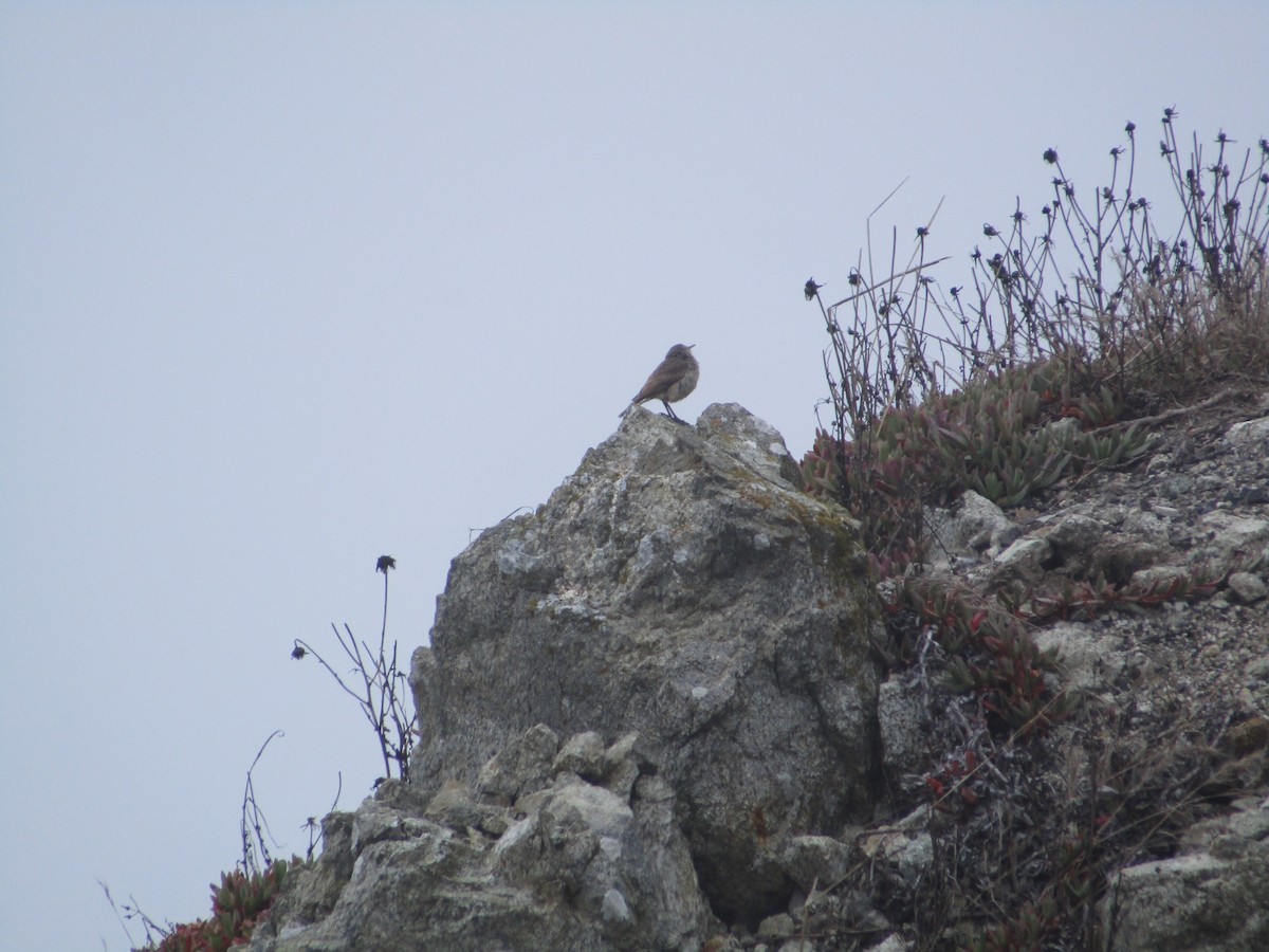 Troglodyte des rochers - ML622478658
