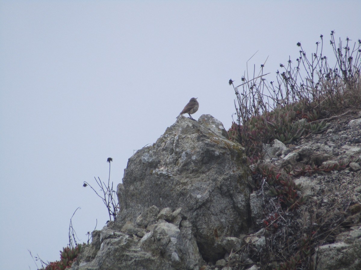 Rock Wren - ML622478658