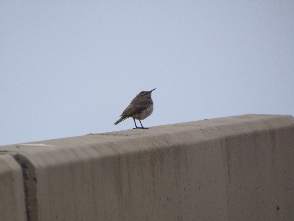 Rock Wren - ML622478659