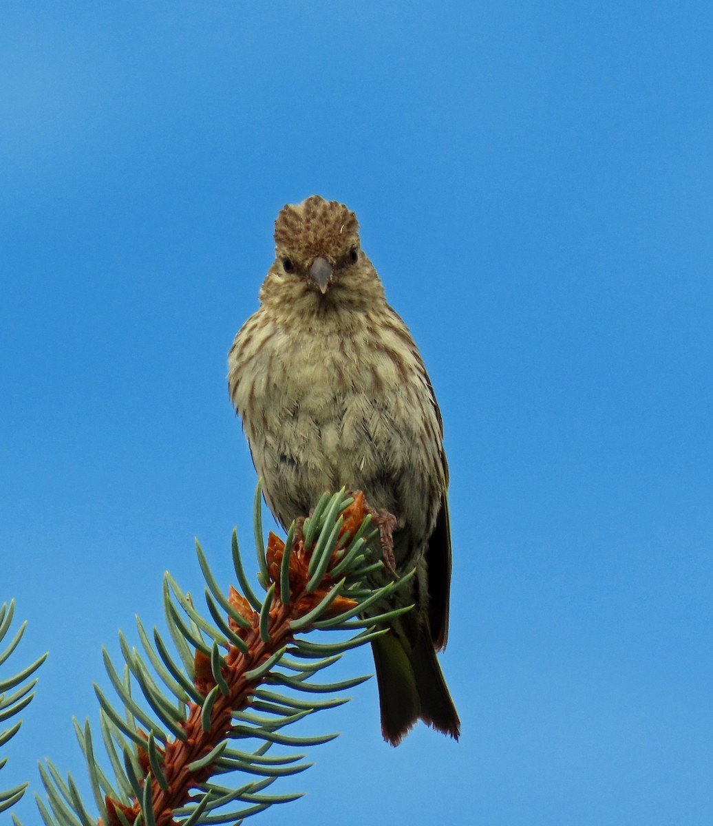 Pine Siskin - ML622478672