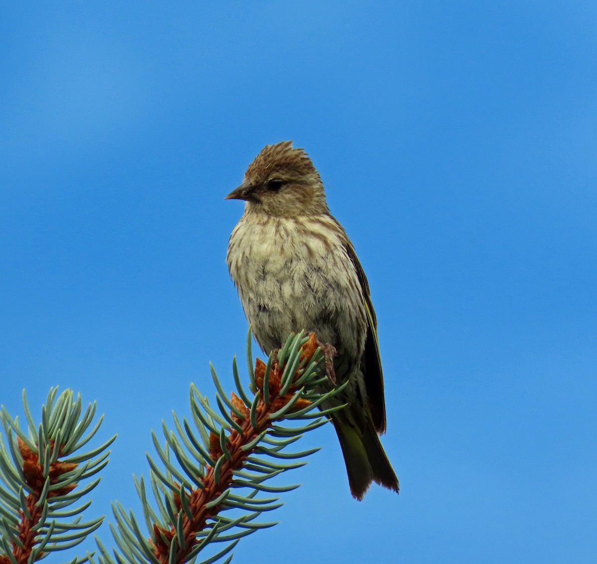 Pine Siskin - ML622478673