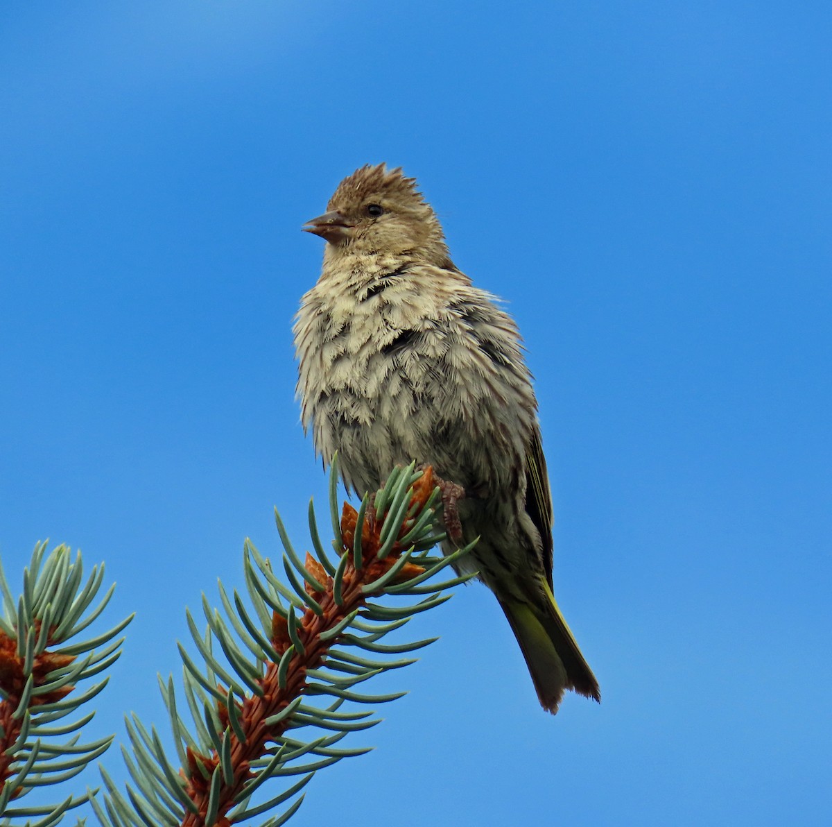 Pine Siskin - ML622478674