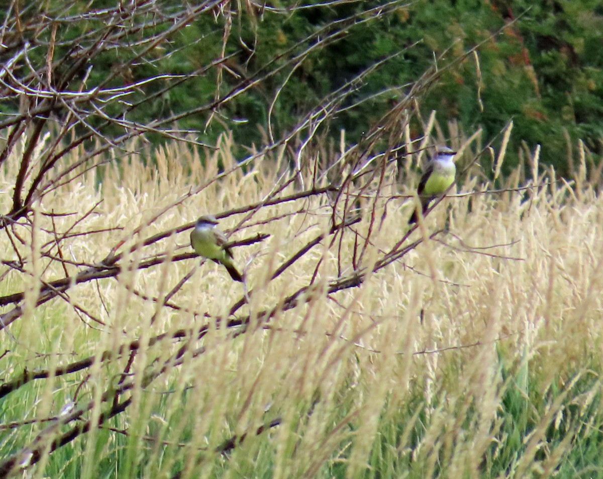 Western Kingbird - ML622478682