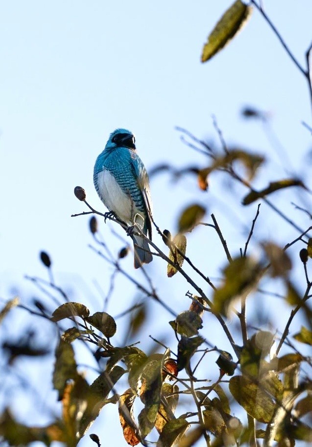 Swallow Tanager - ML622478731