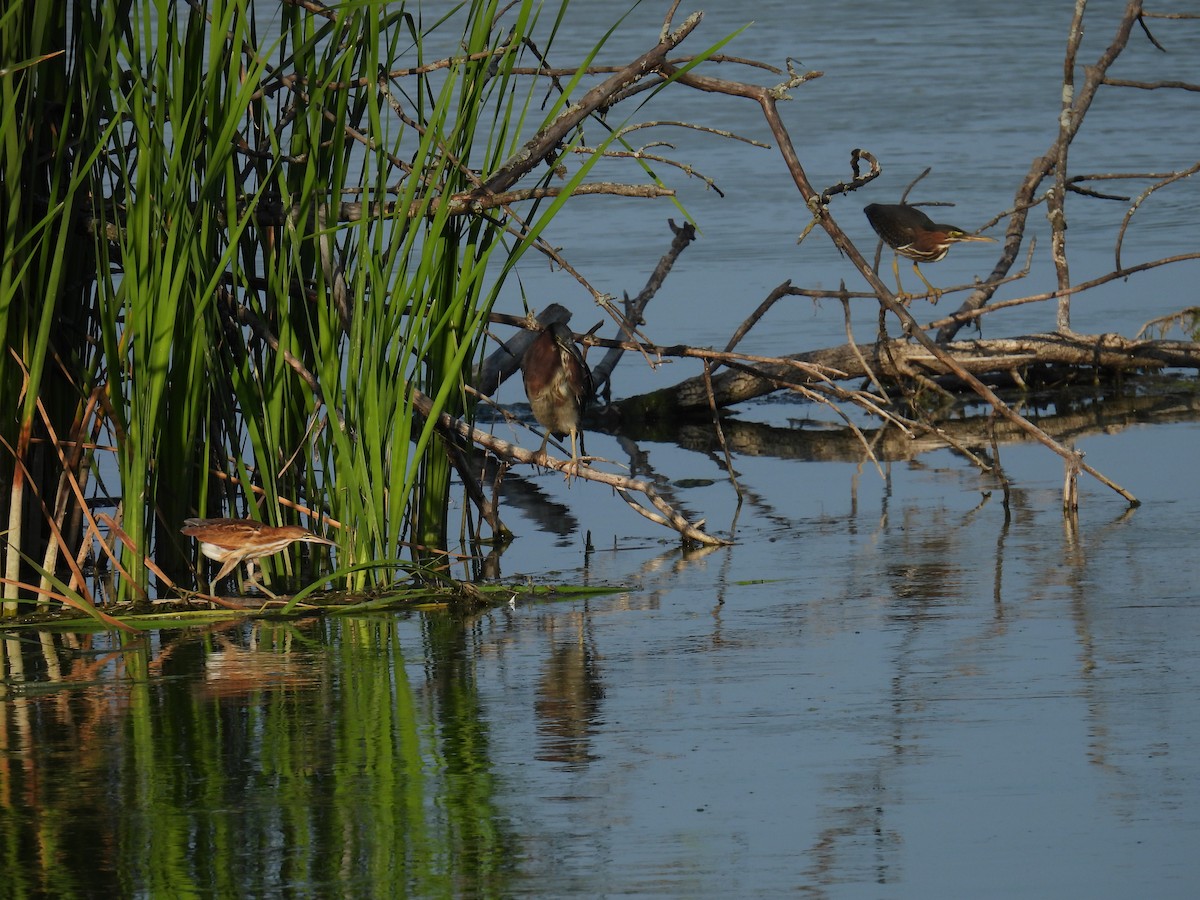 Least Bittern - ML622478763