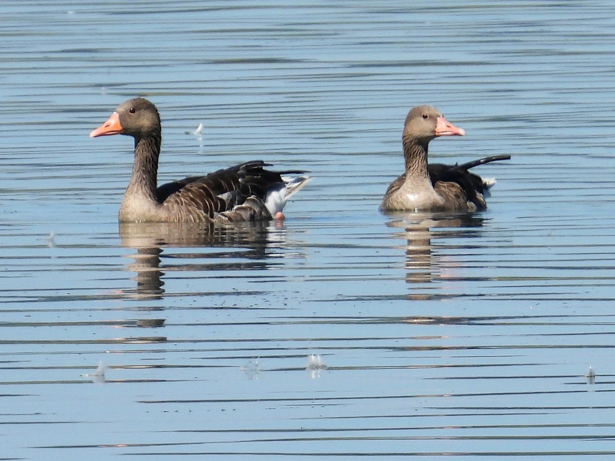 Graylag Goose - ML622478766