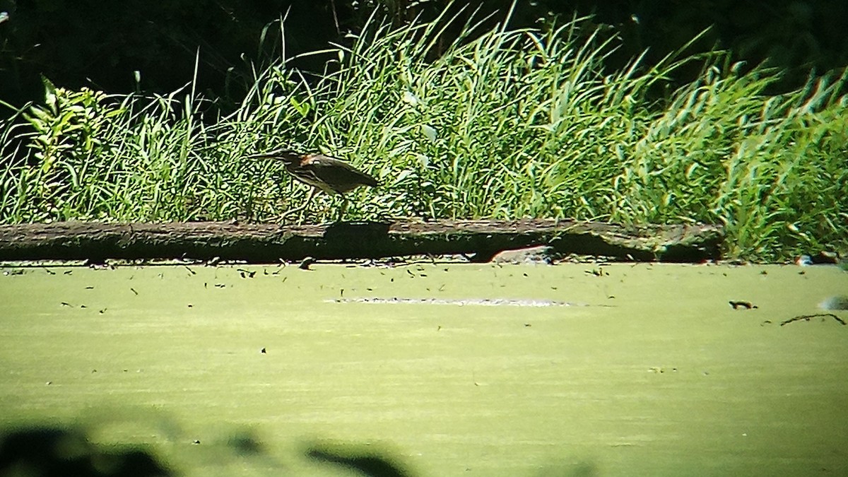 Green Heron - Ade Ben-Sal.