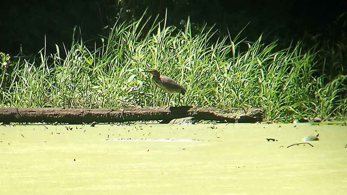 Green Heron - ML622478770