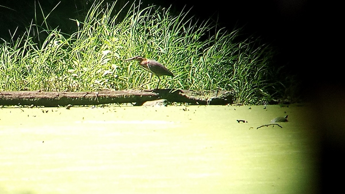 Green Heron - ML622478771