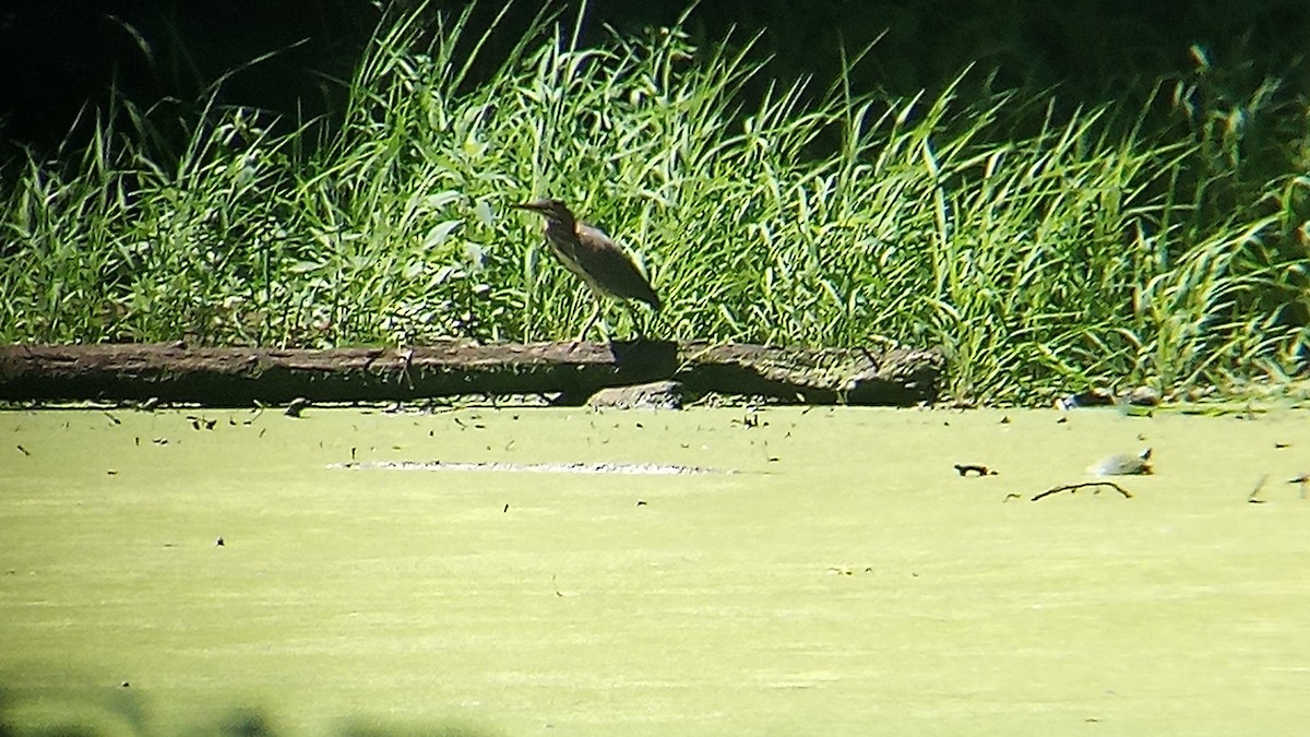 Green Heron - ML622478772