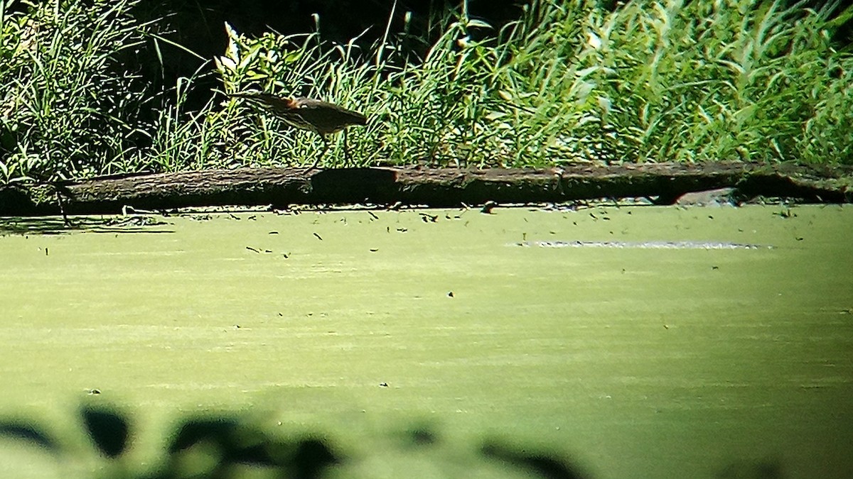 Green Heron - ML622478773