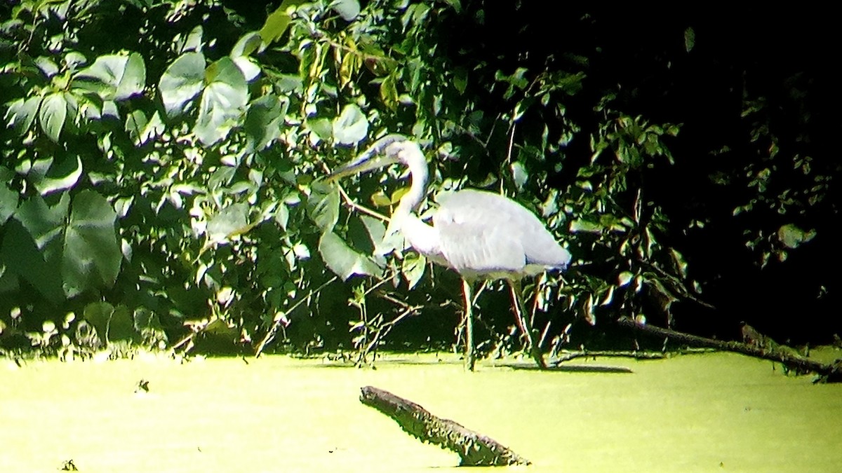 Great Blue Heron - ML622478783