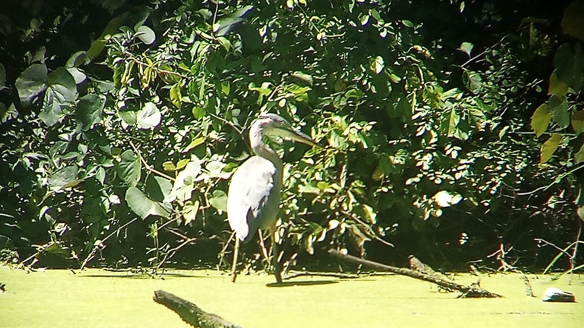 Great Blue Heron - ML622478784