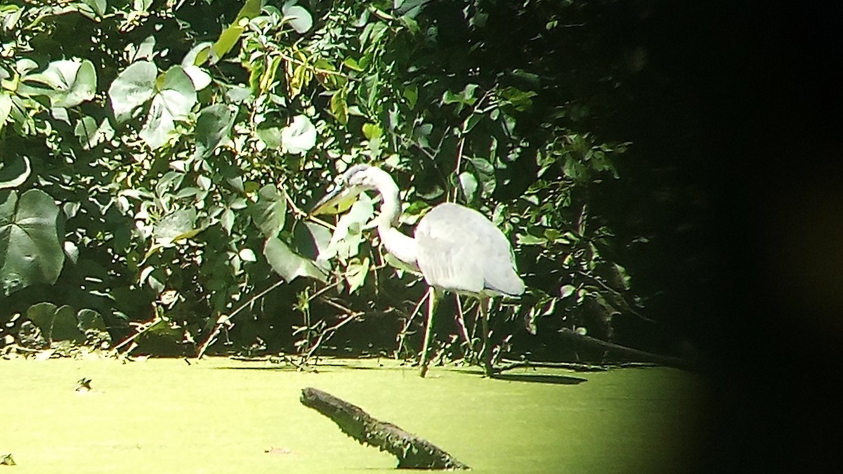 Great Blue Heron - ML622478785