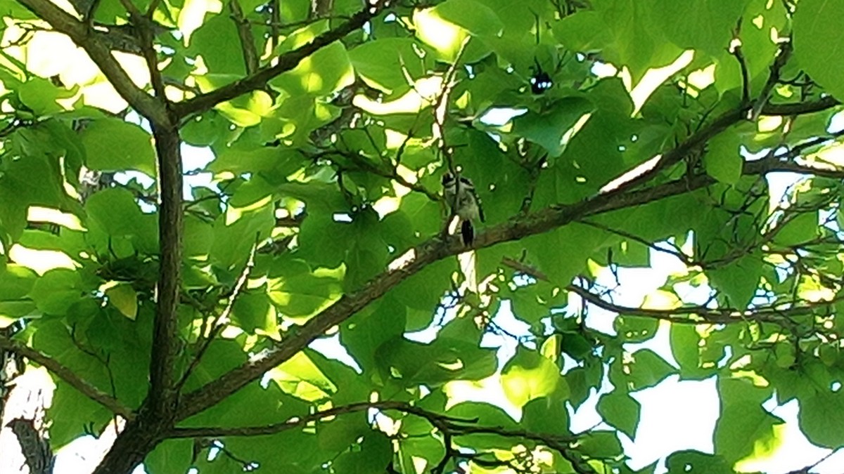 Downy Woodpecker - Ade Ben-Sal.