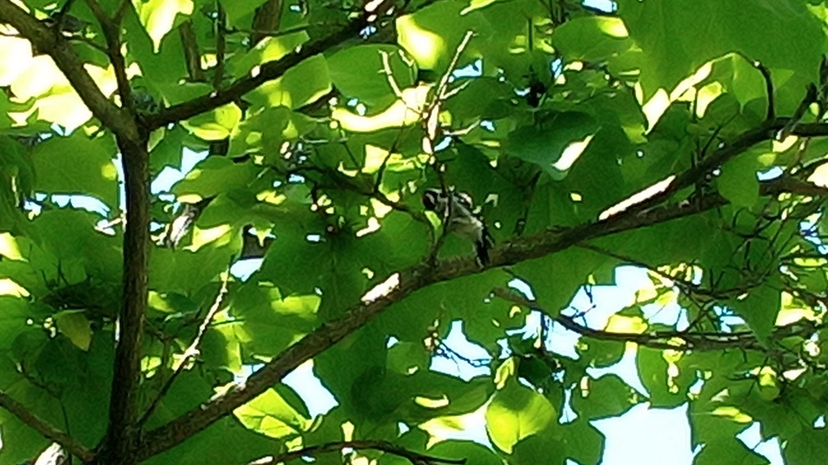 Downy Woodpecker - ML622478799