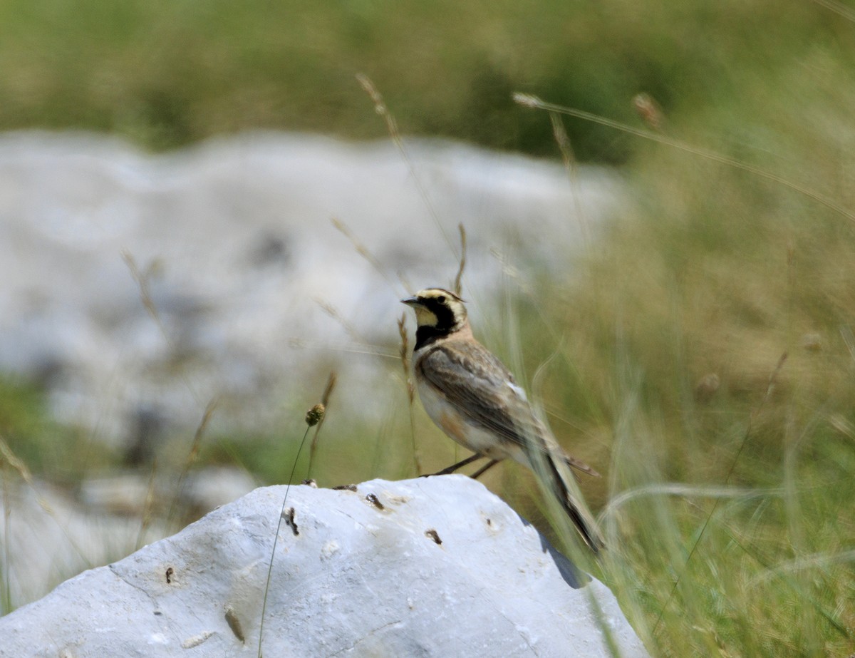 Horned Lark - ML622478833