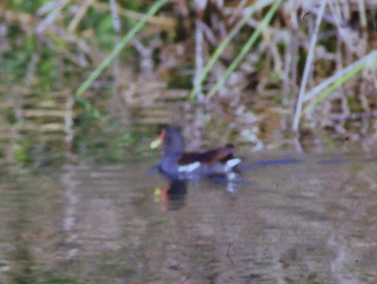 Common Gallinule - ML622478863