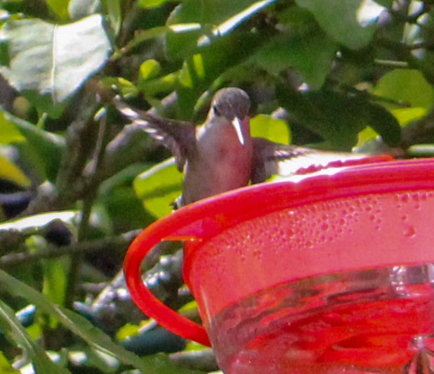 Ruby-throated Hummingbird - Jeffrey McCrary