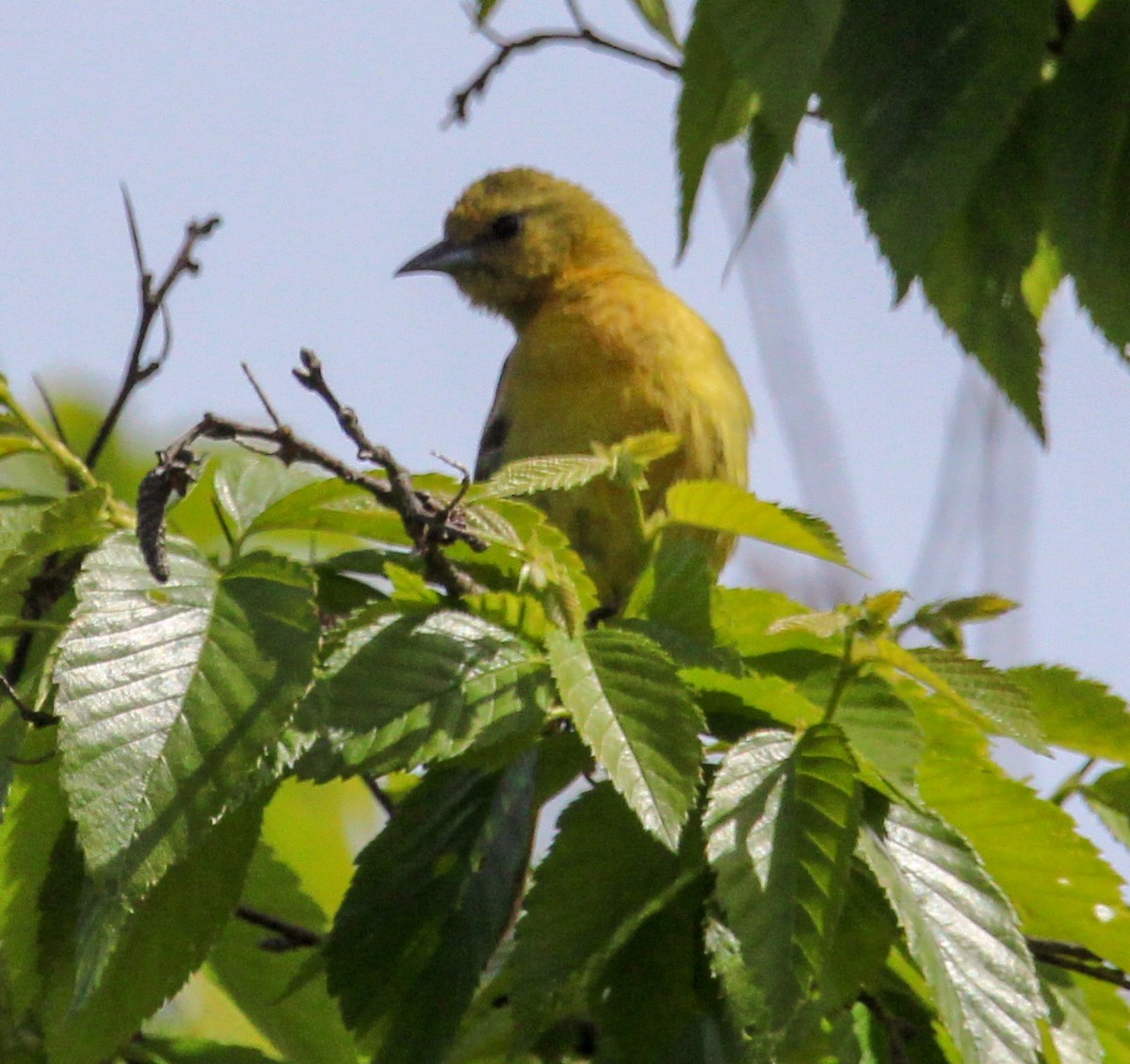 Orchard Oriole - Jeffrey McCrary