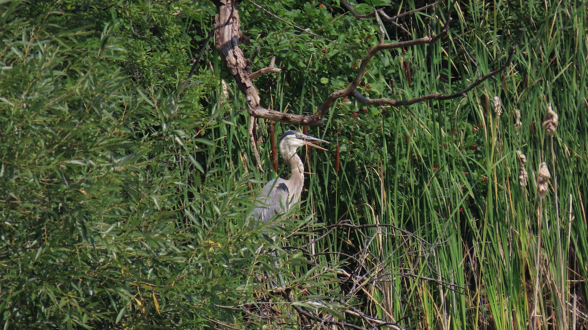 Great Blue Heron - ML622478924