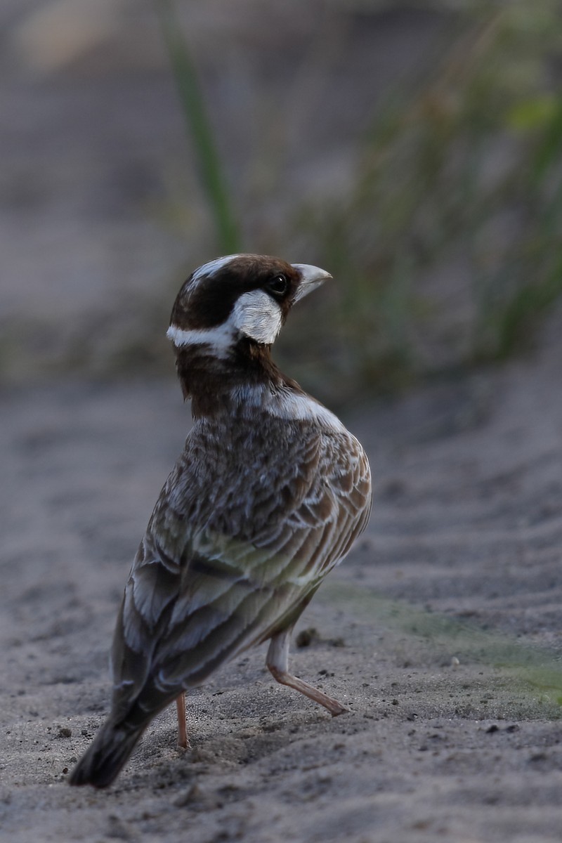 Gray-backed Sparrow-Lark - ML622478957