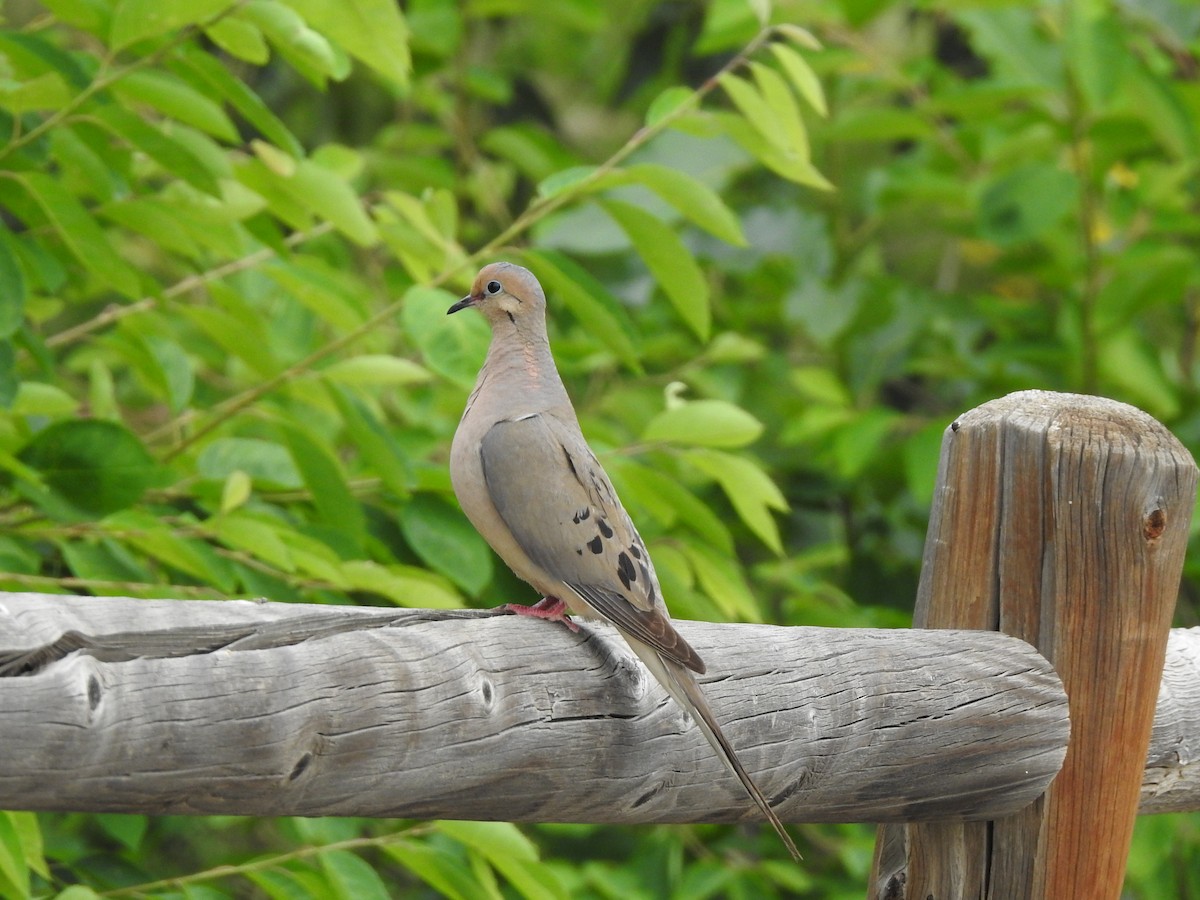 Mourning Dove - ML622478990