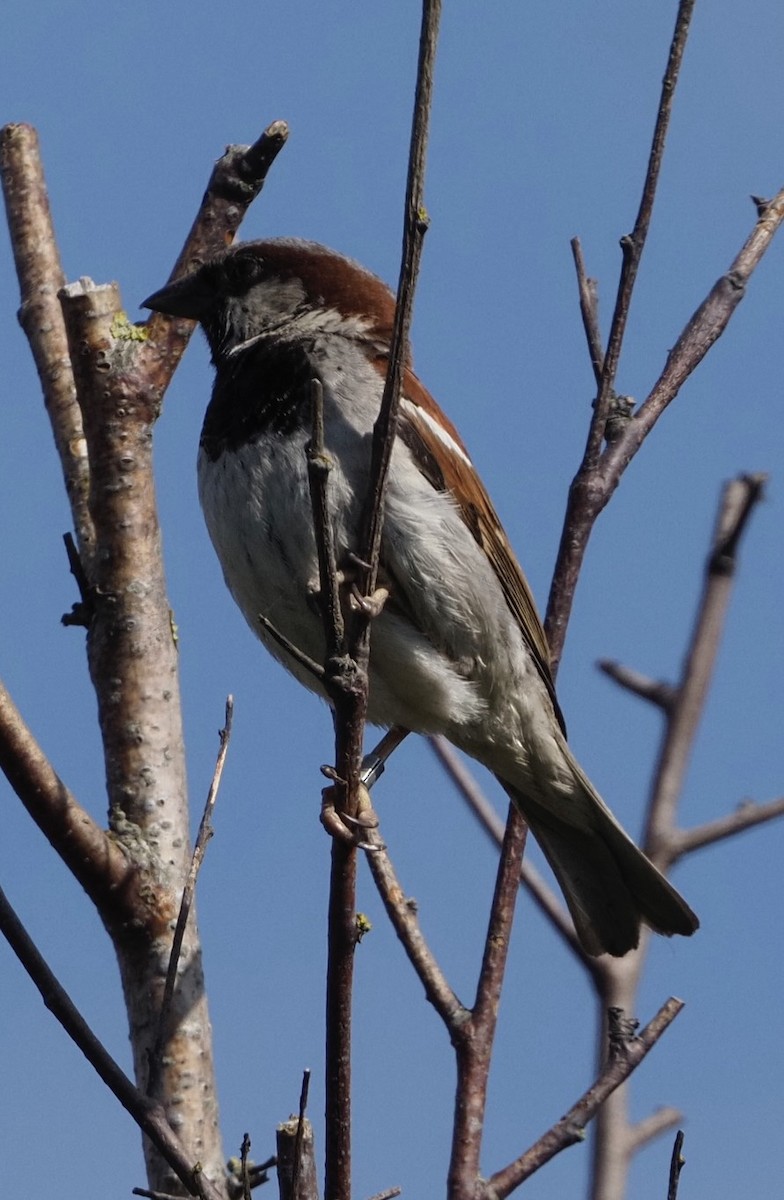 Moineau domestique - ML622479037