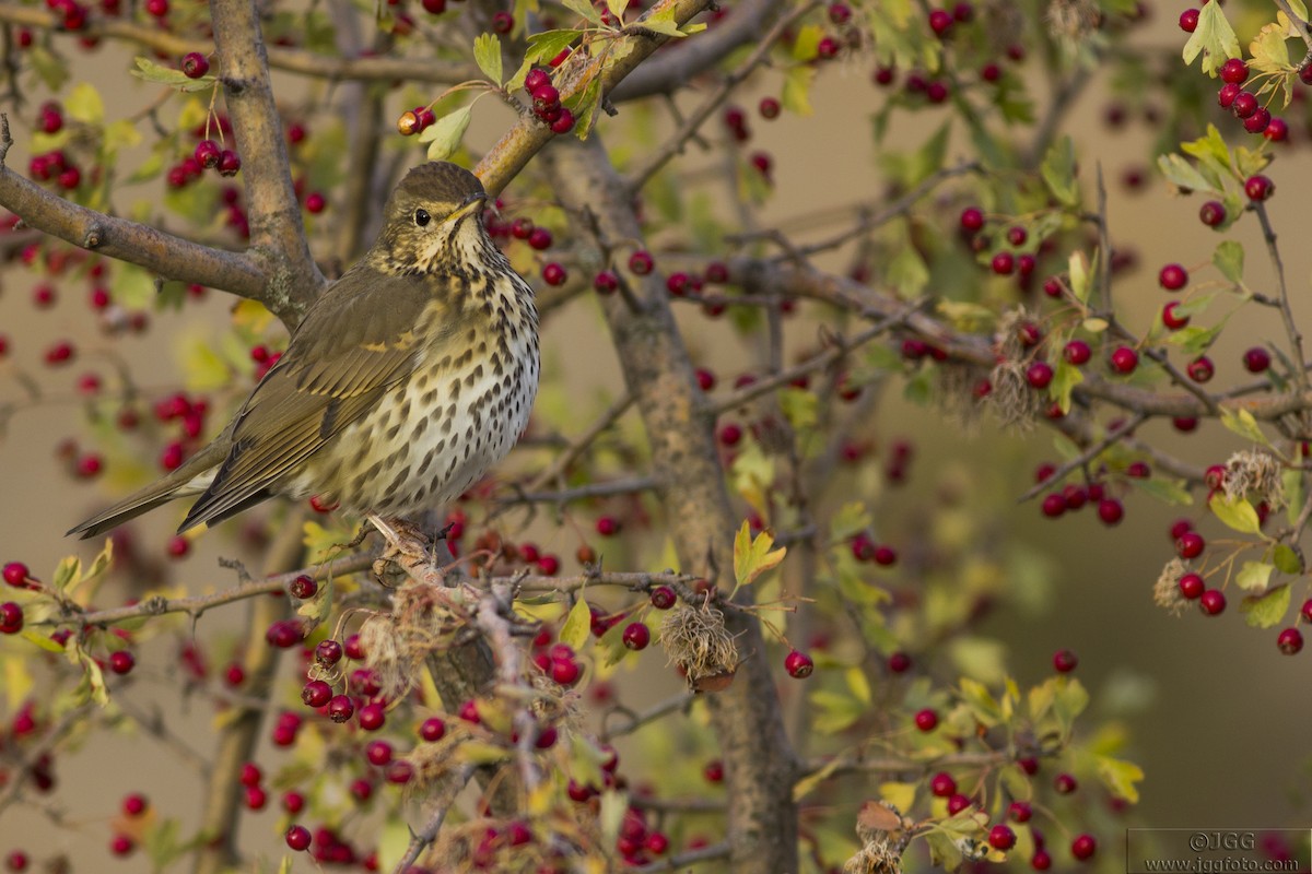 Song Thrush - ML622479077