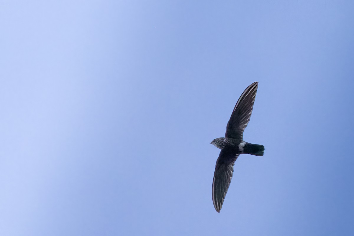 Mottled Spinetail - ML622479103