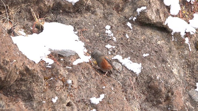 Alpine Accentor - ML622479195