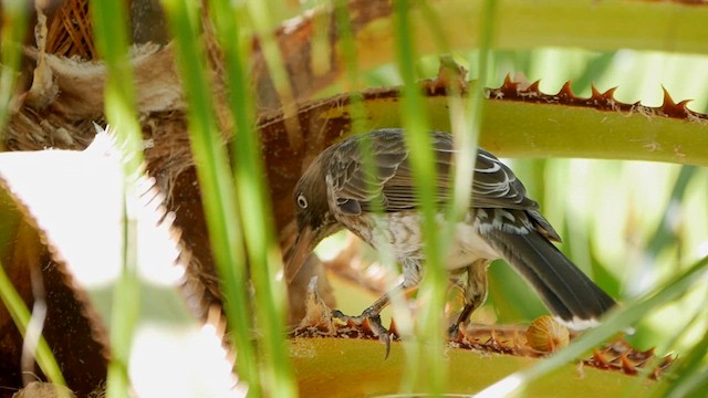 Pearly-eyed Thrasher - ML622479253