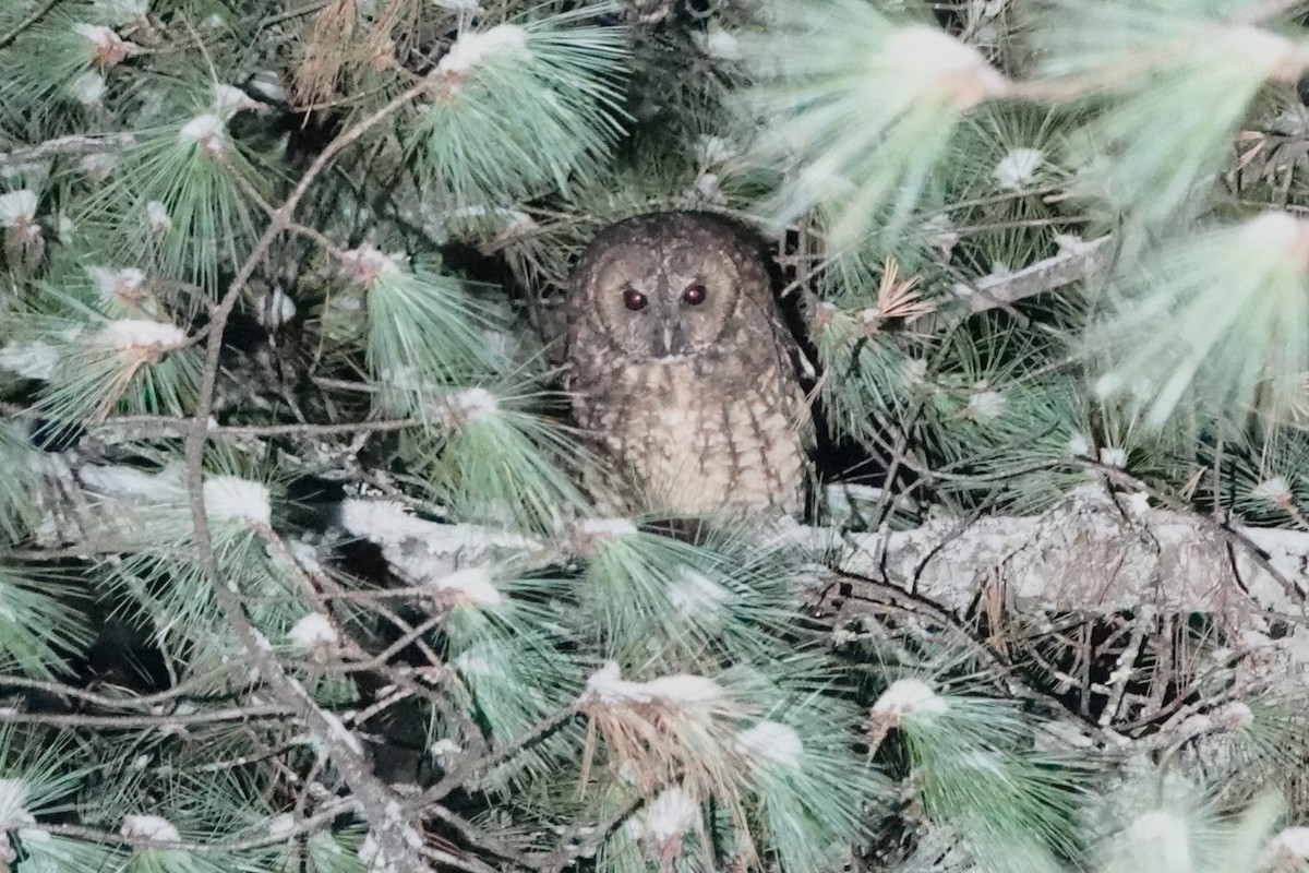 Himalayan Owl - ML622479269