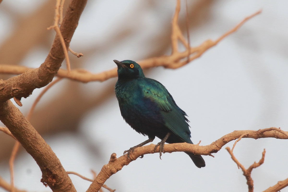 Lesser Blue-eared Starling - ML622479326