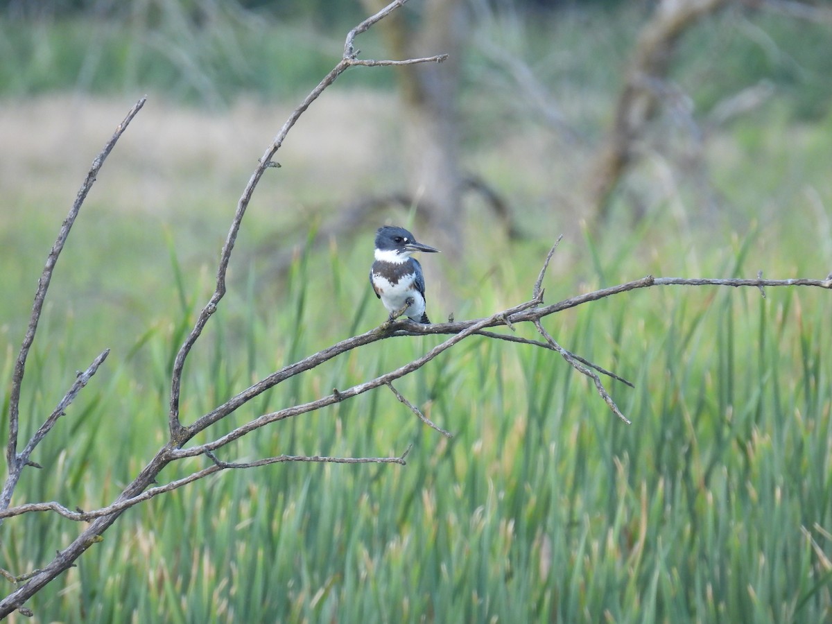 Belted Kingfisher - ML622479393