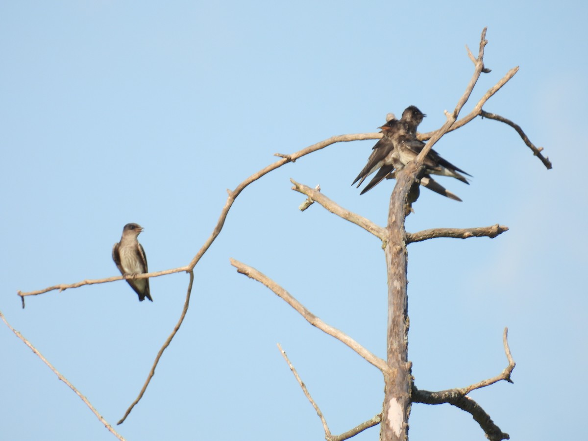 Purple Martin - ML622479417