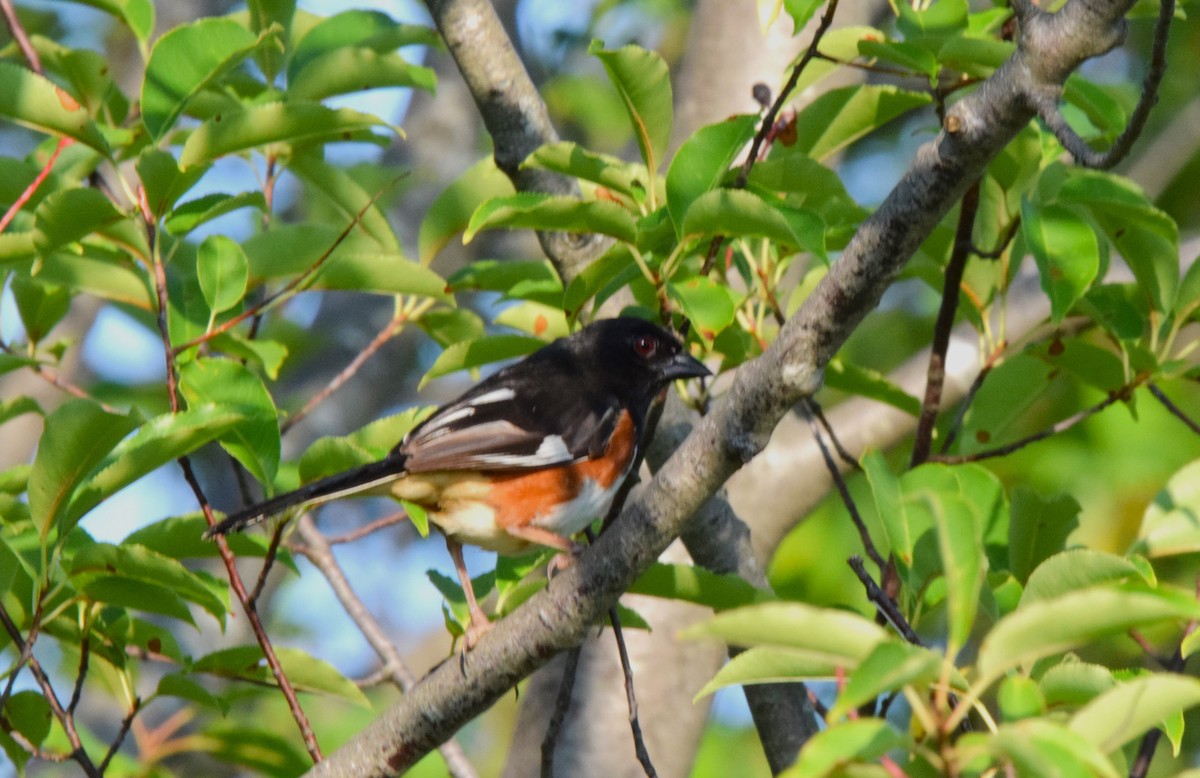 Eastern Towhee - ML622479462