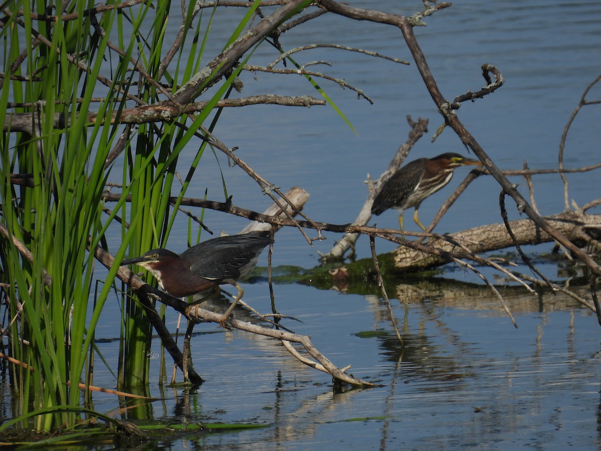 Green Heron - ML622479466