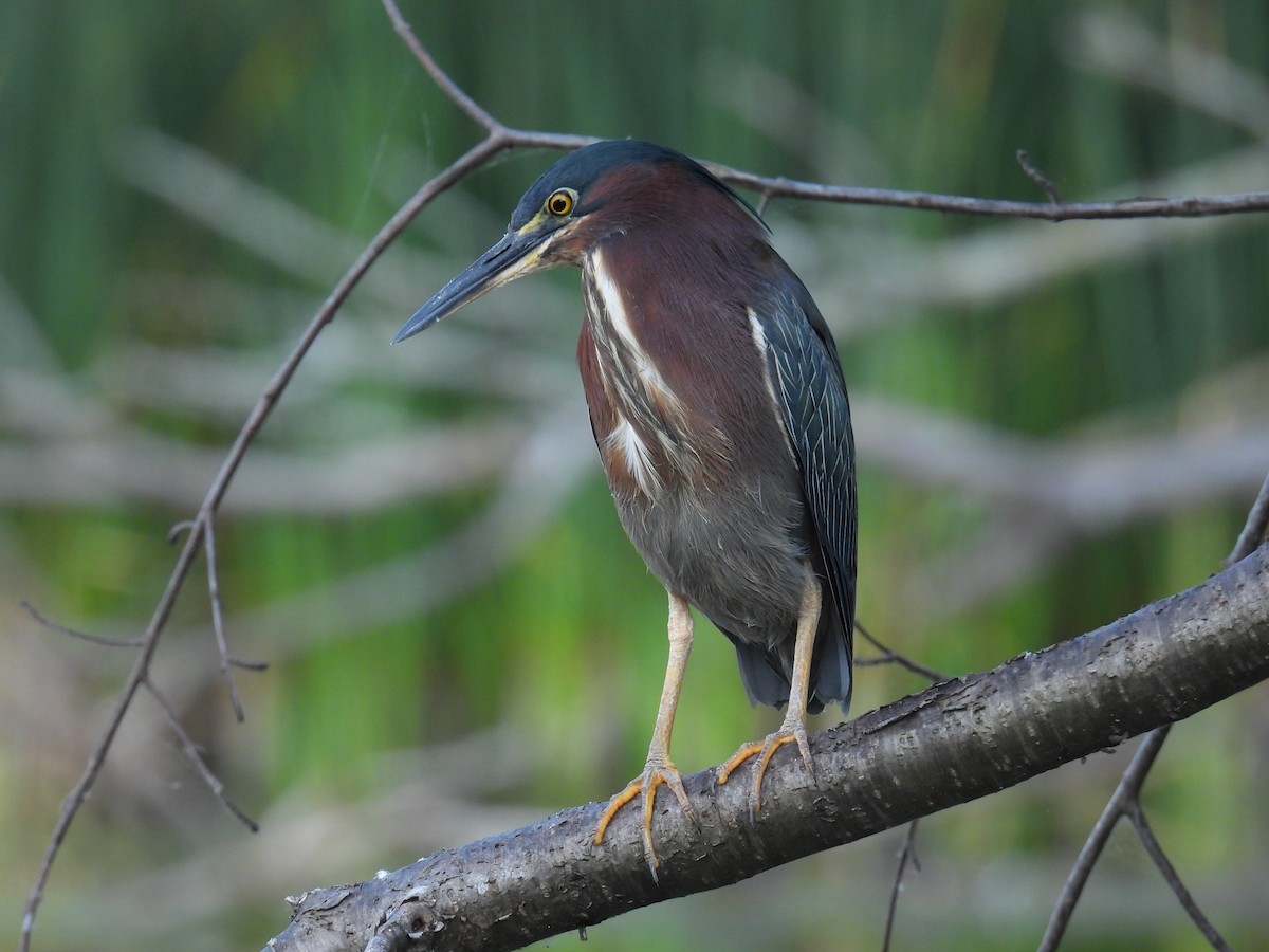 Green Heron - ML622479467