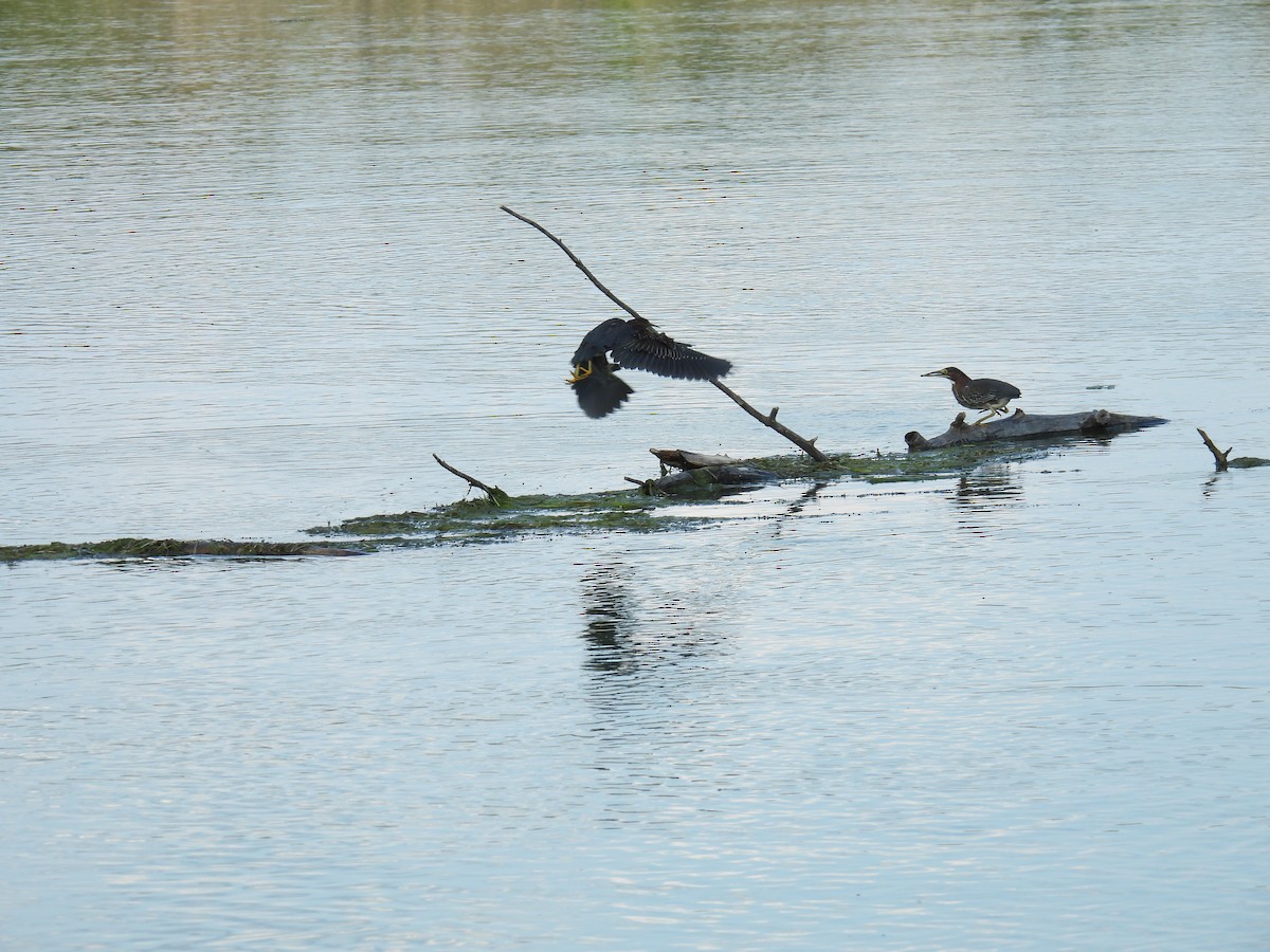 Green Heron - ML622479468