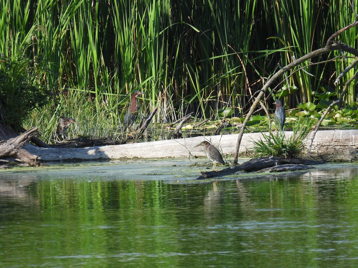 Green Heron - ML622479469