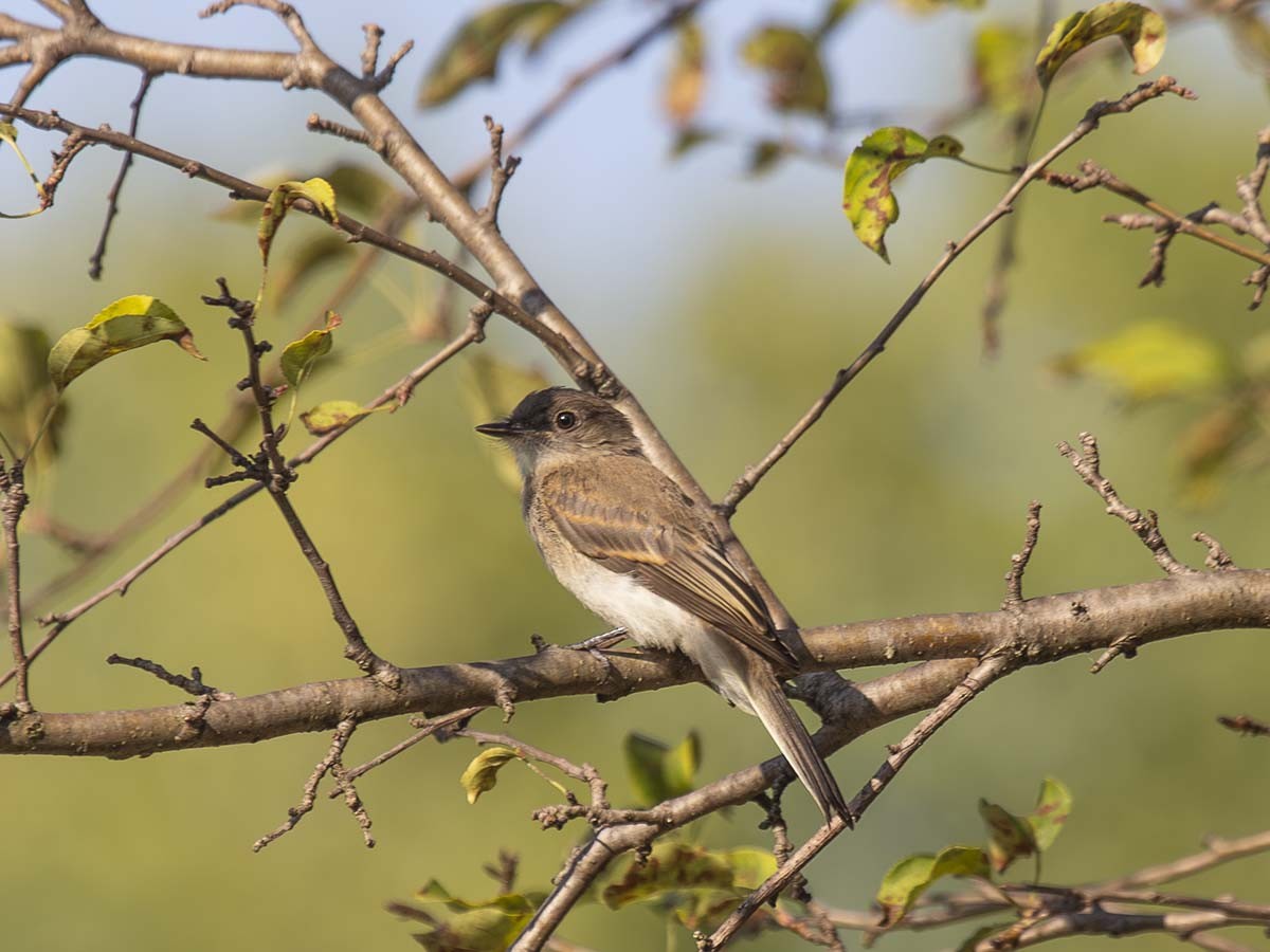 Eastern Phoebe - ML622479470