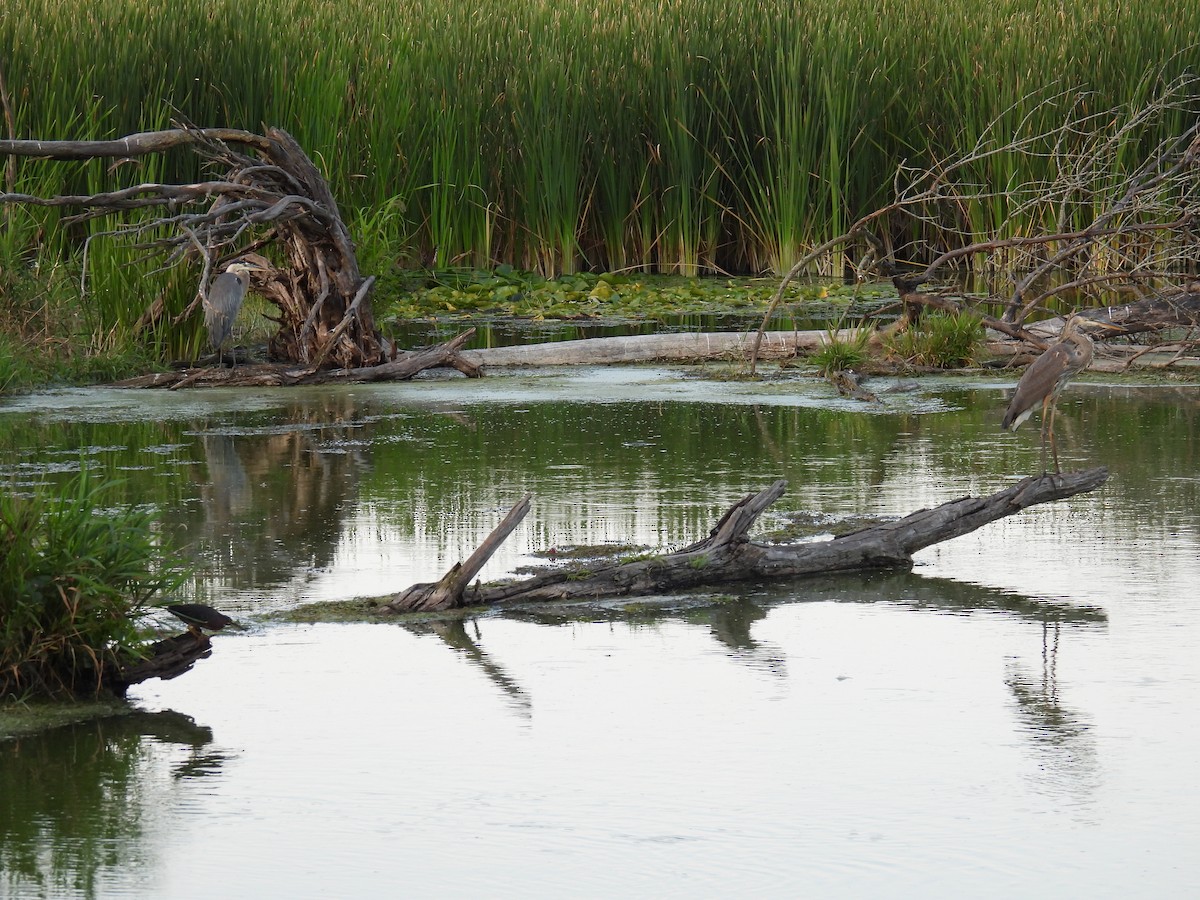 Great Blue Heron - ML622479520